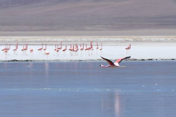 Flamingo dá m rasante na Lagoa Santa Rosa, no Parque Nacional Nevado Tres Cruces, região do Paso San Francisco, próximo à Copiapo, no Chile